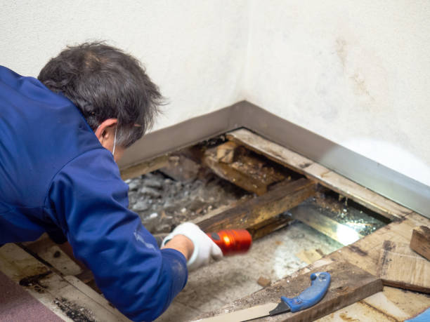 Best Crawl Space Mold Remediation in Dresden, OH