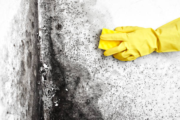 Best Bathroom Mold Remediation in Dresden, OH