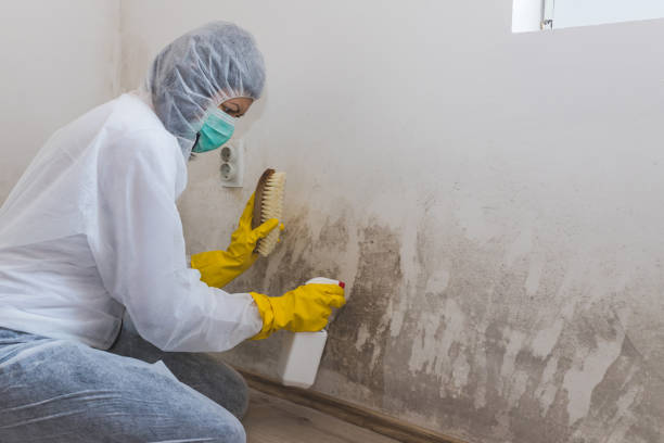 Best White Mold Remediation in Dresden, OH