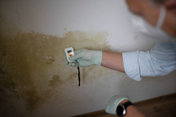 Best Emergency Mold Remediation in Dresden, OH