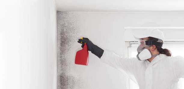 Best Mold Testing and Inspection Services in Dresden, OH