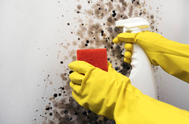 Best Mold Remediation for Specific Building Types in Dresden, OH