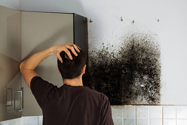 Dresden, OH Mold Remediation Company