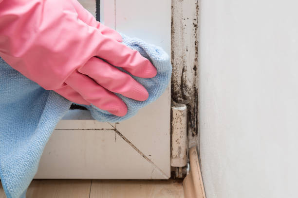 Best Kitchen Mold Remediation in Dresden, OH