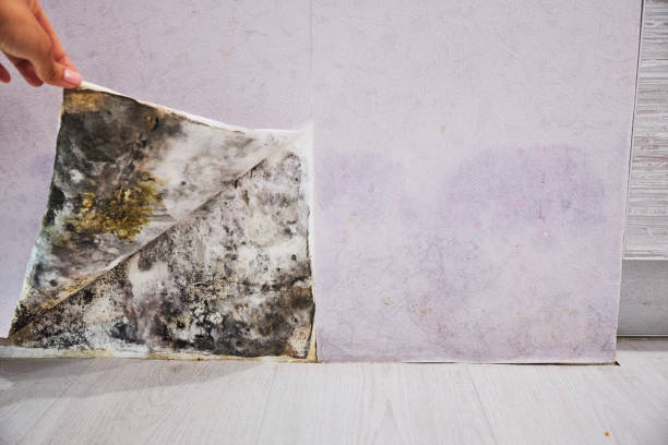 Best DIY Mold Remediation Support Services in Dresden, OH